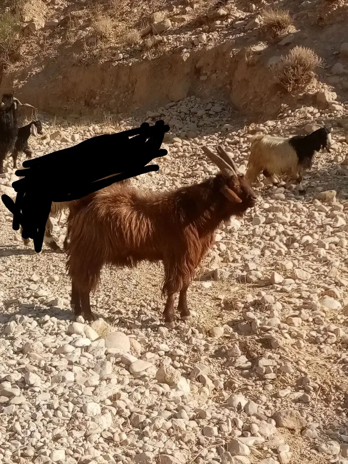 پازن ترکی|حیوانات مزرعه|دشمن زیاری, |دیوار