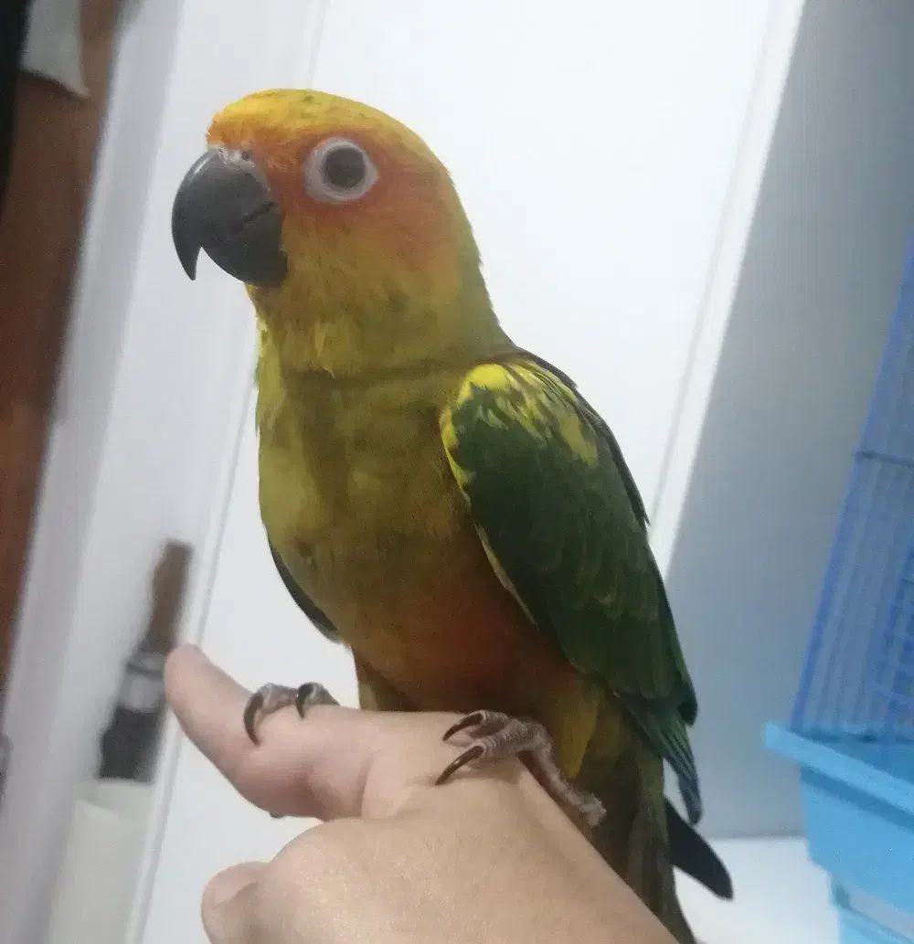 طوطی گمشده|حیوانات|اسفراین, |دیوار