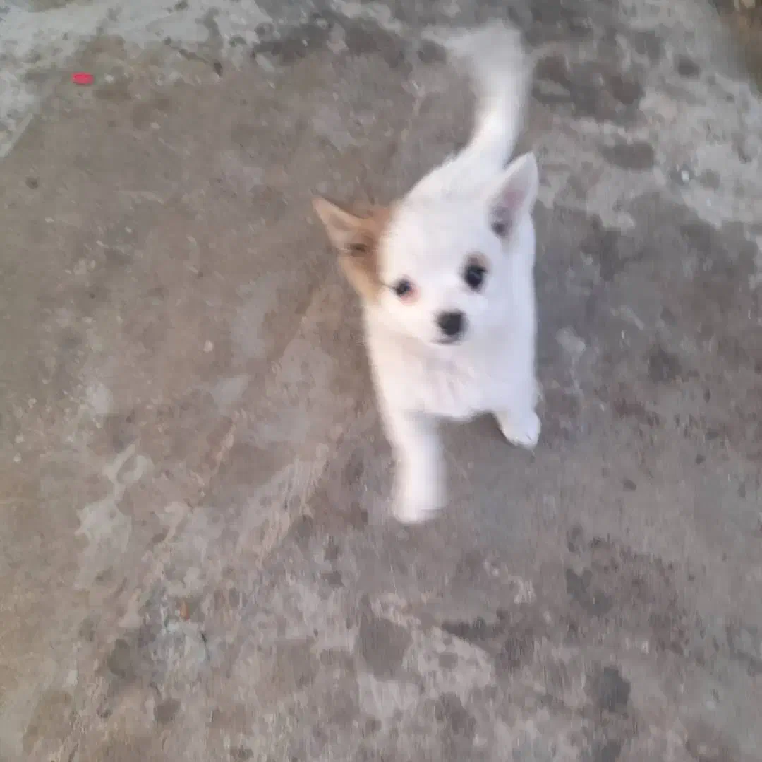 بچه سگ پامرانین عکس بزرگی پدر بچه سگ است|سگ|اردکان, |دیوار