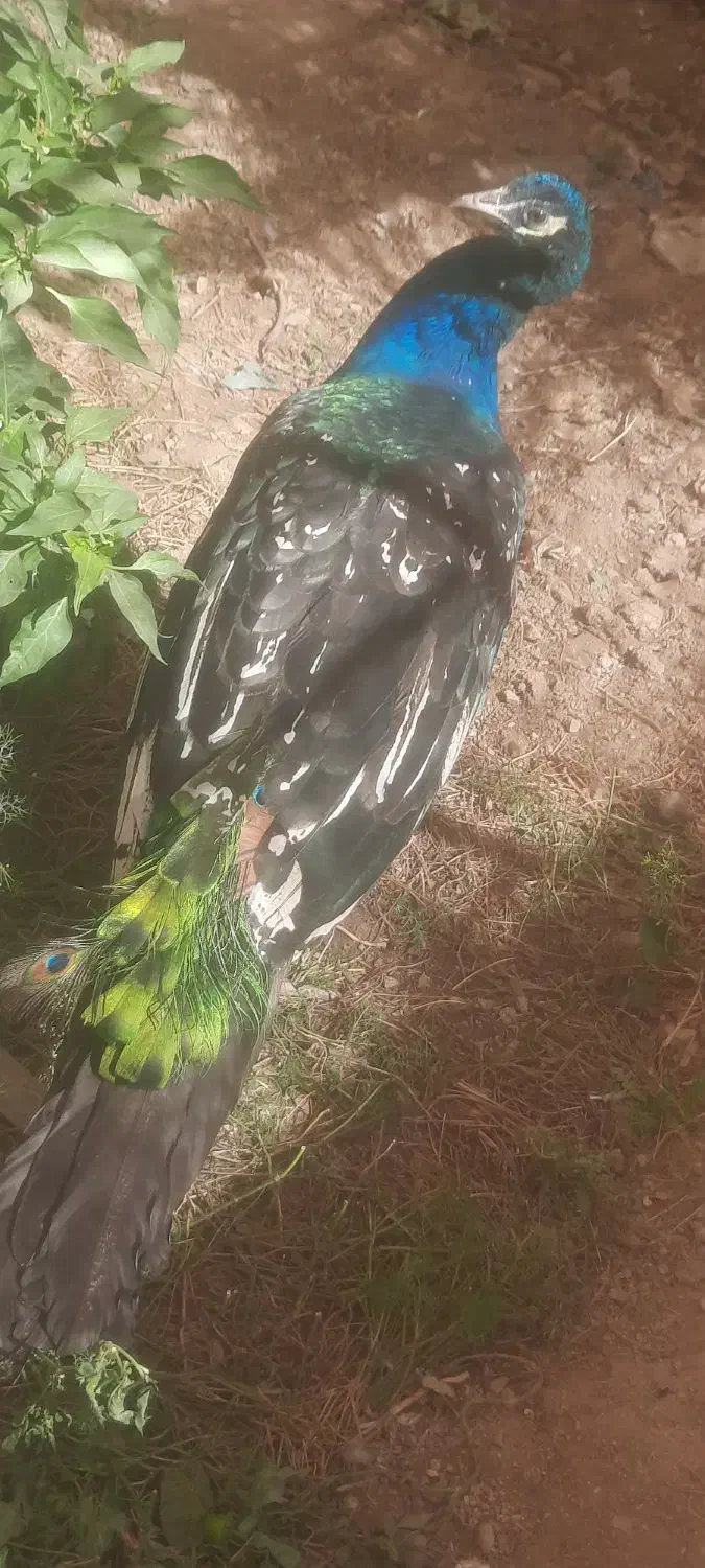 فروش یک دونه طاوس نر نژادهندی ابی|پرنده|گیان, |دیوار