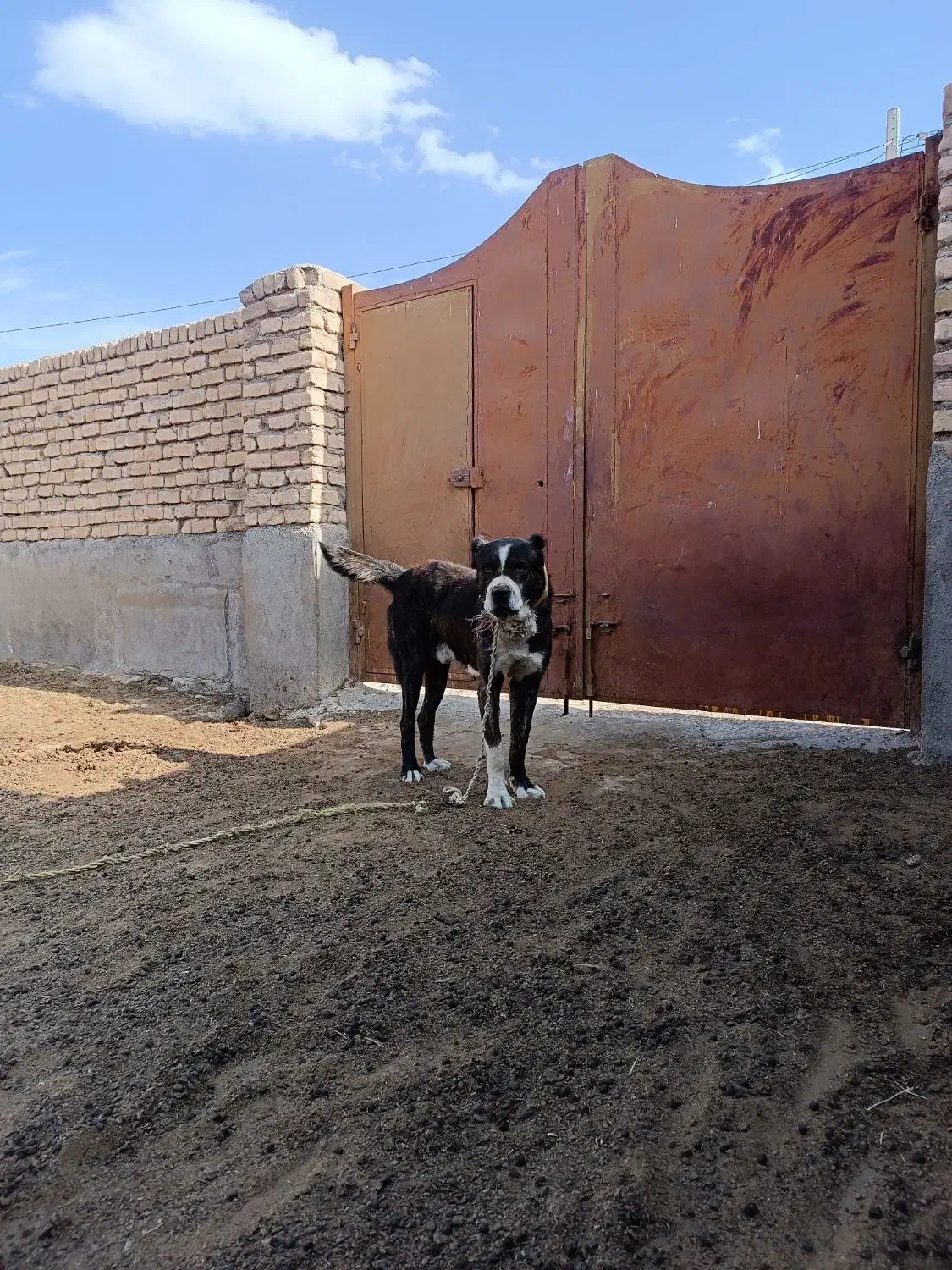 سگ رمگی|سگ|فریمان, |دیوار