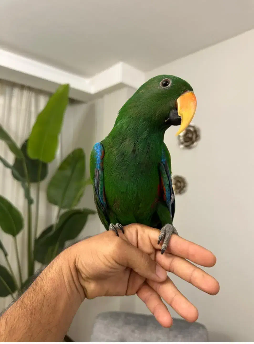 طوطی اکلکتوس|پرنده|شیراز, پودنک|دیوار