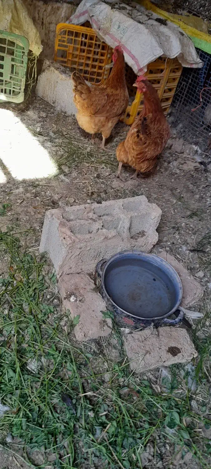 مرغ تخم گذار|حیوانات مزرعه|ایواوغلی, |دیوار