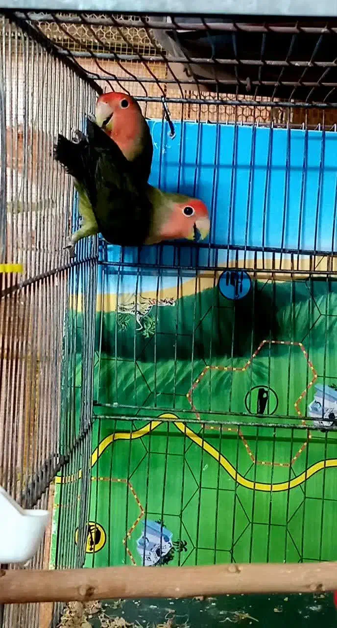 مرغ عشق کوتوله فنچ عروس هلندی|پرنده|قم, نخودی|دیوار