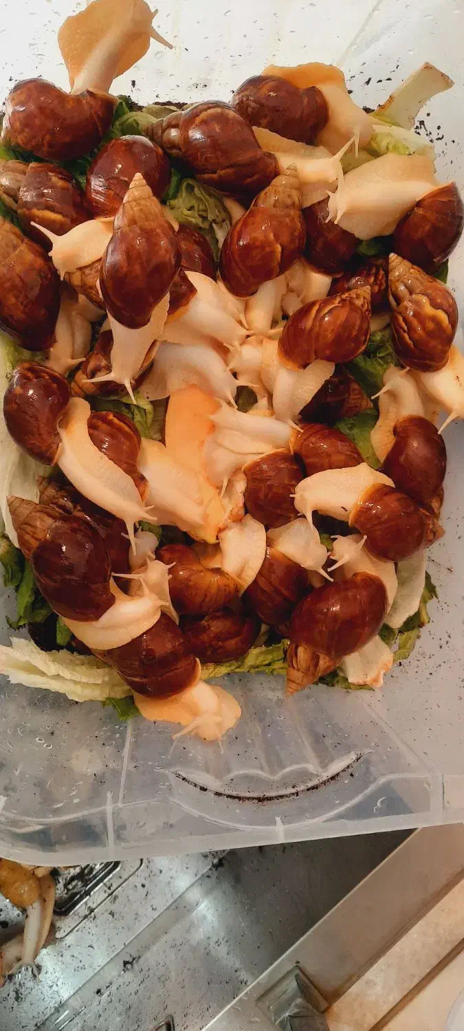 حلزون وارداتی|خزنده|تهران, تهرانسر شرقی|دیوار