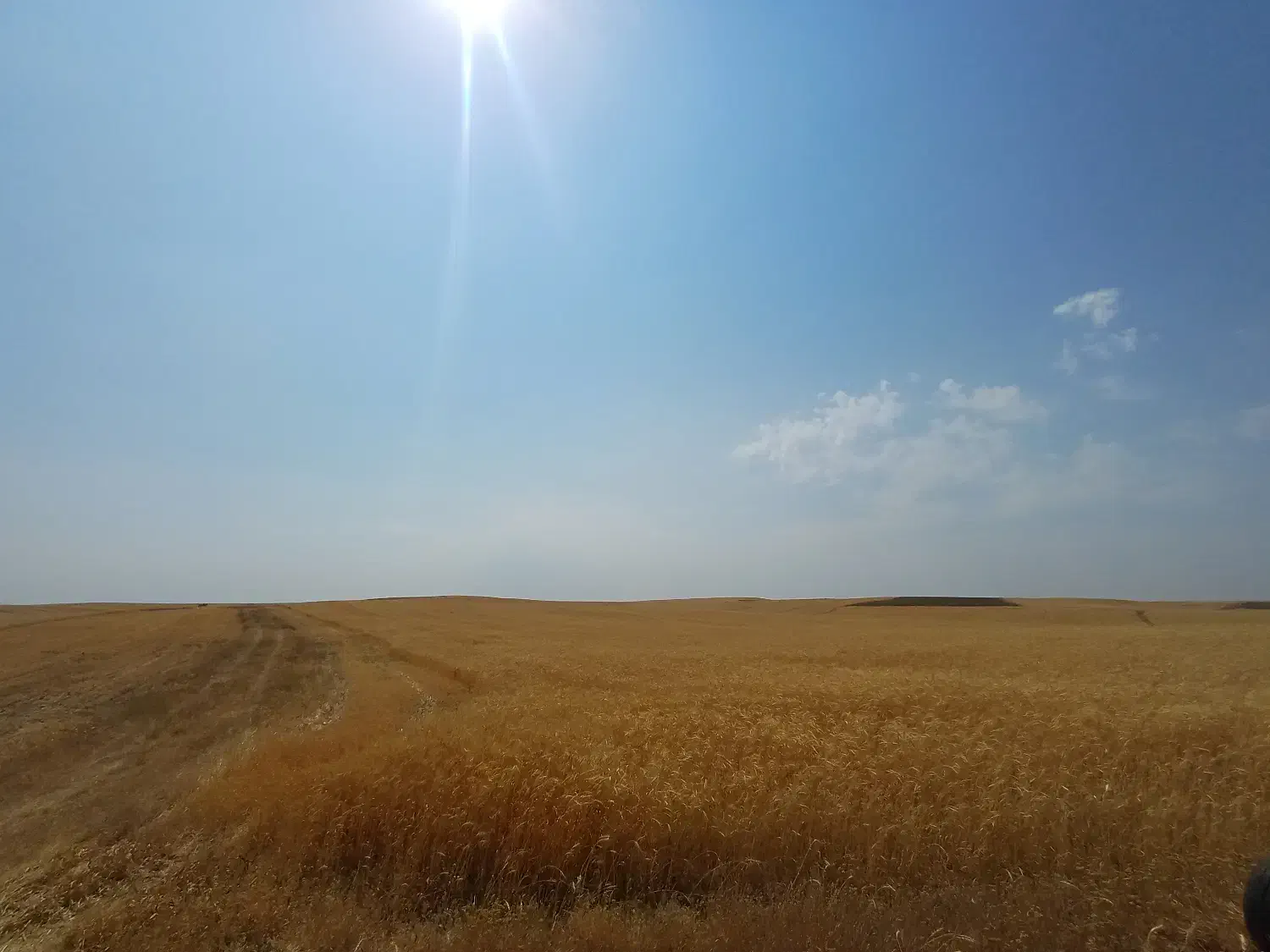 زمین ۱۲ هکتاری گندم دیم|فروش زمین و ملک کلنگی|حسین آباد, |دیوار