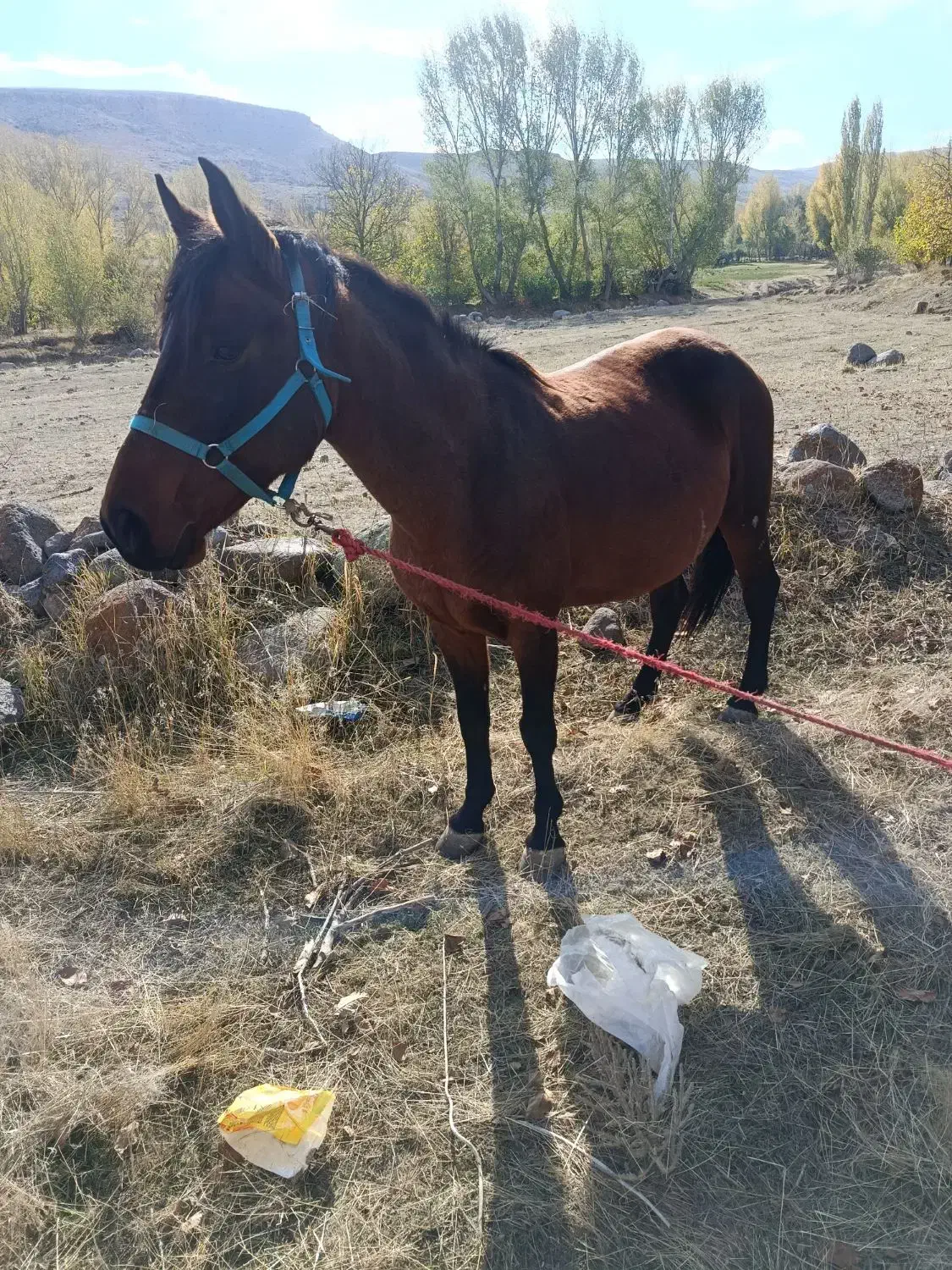 اسب|اسب و تجهیزات اسب‌سواری|مشگین شهر, |دیوار