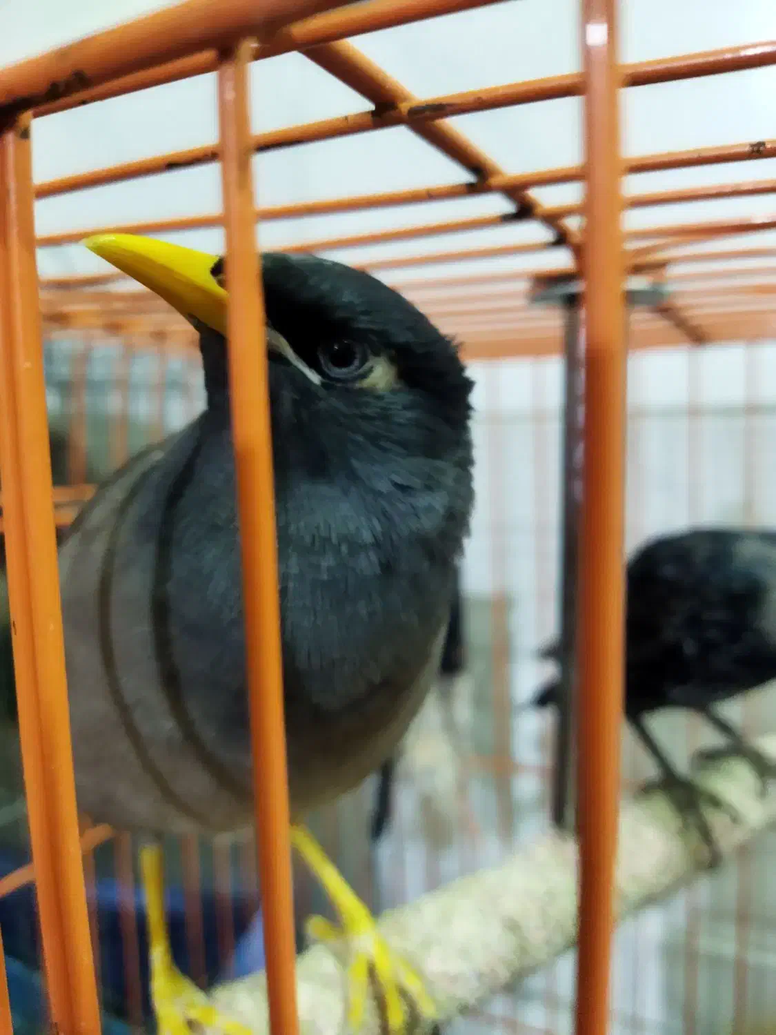 مینا|پرنده|تهران, امام زاده عبدالله|دیوار