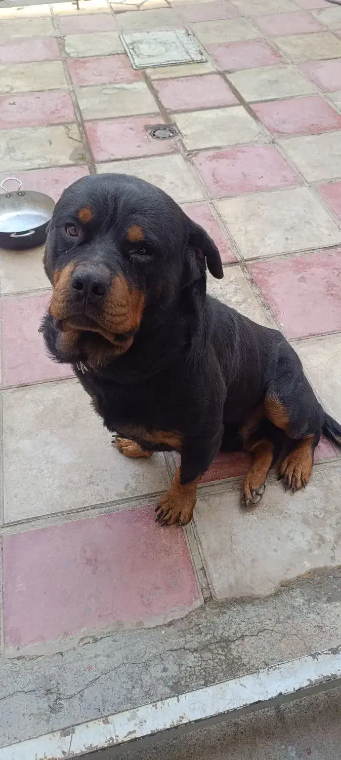 سگ نگهبان|سگ|هشتگرد, تهران دشت|دیوار