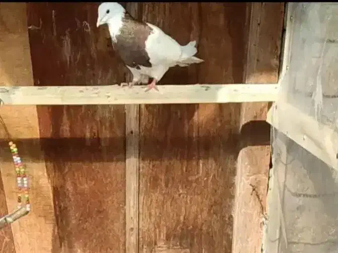 این دو عدد کبوتر گمشده|پرنده|آستانه اشرفیه, |دیوار