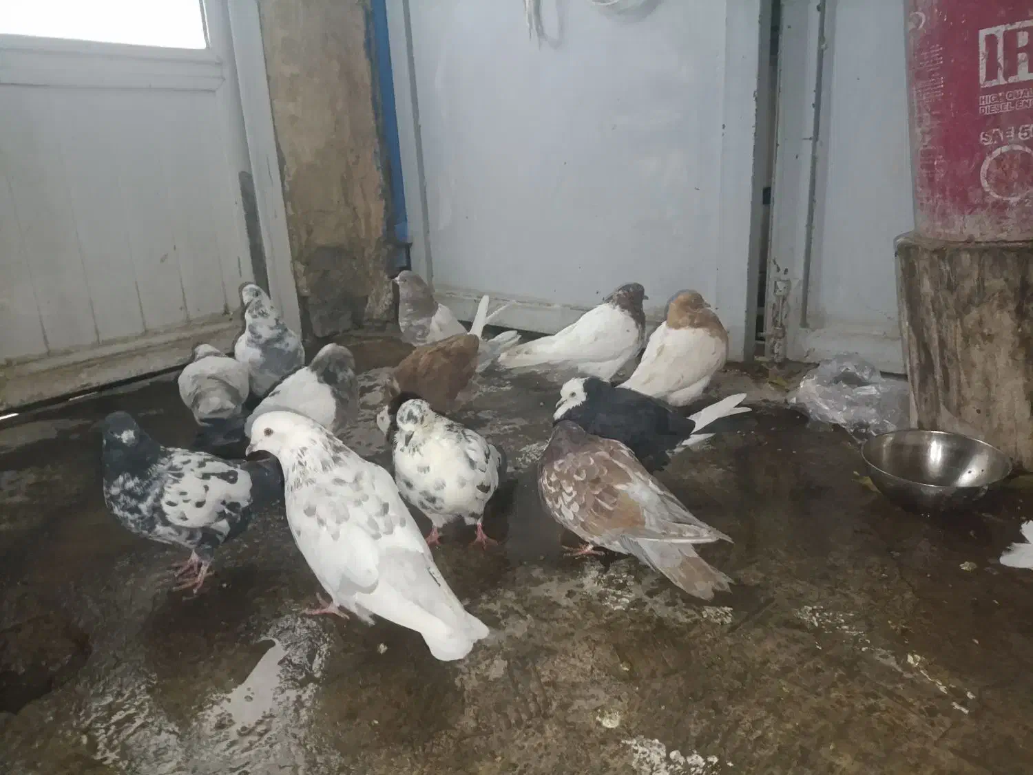 باشلی|پرنده|آذرشهر, |دیوار