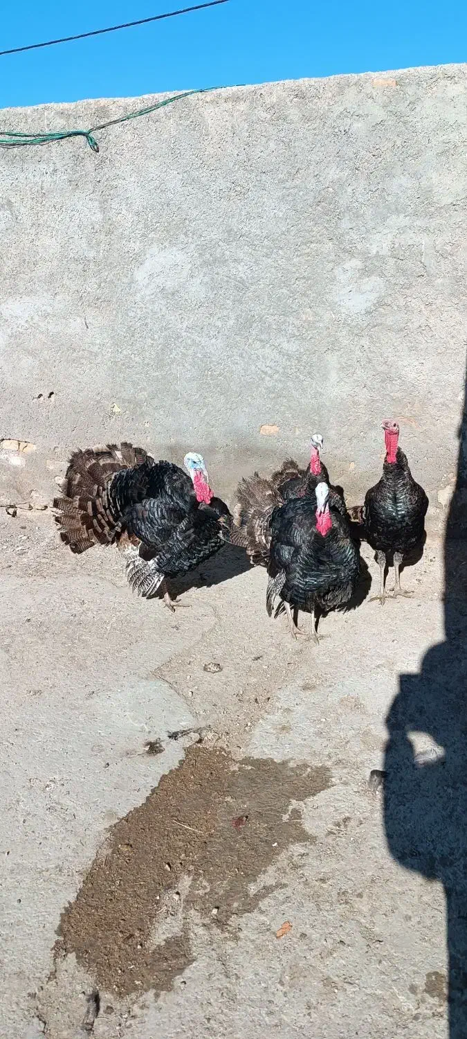 بوقلمون. نر|حیوانات مزرعه|باسمنج, |دیوار