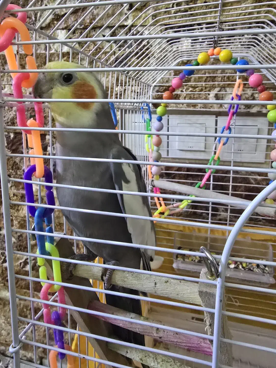 عروس هلندی نر بازیگوش|پرنده|فردیس, شهرک وحدت|دیوار