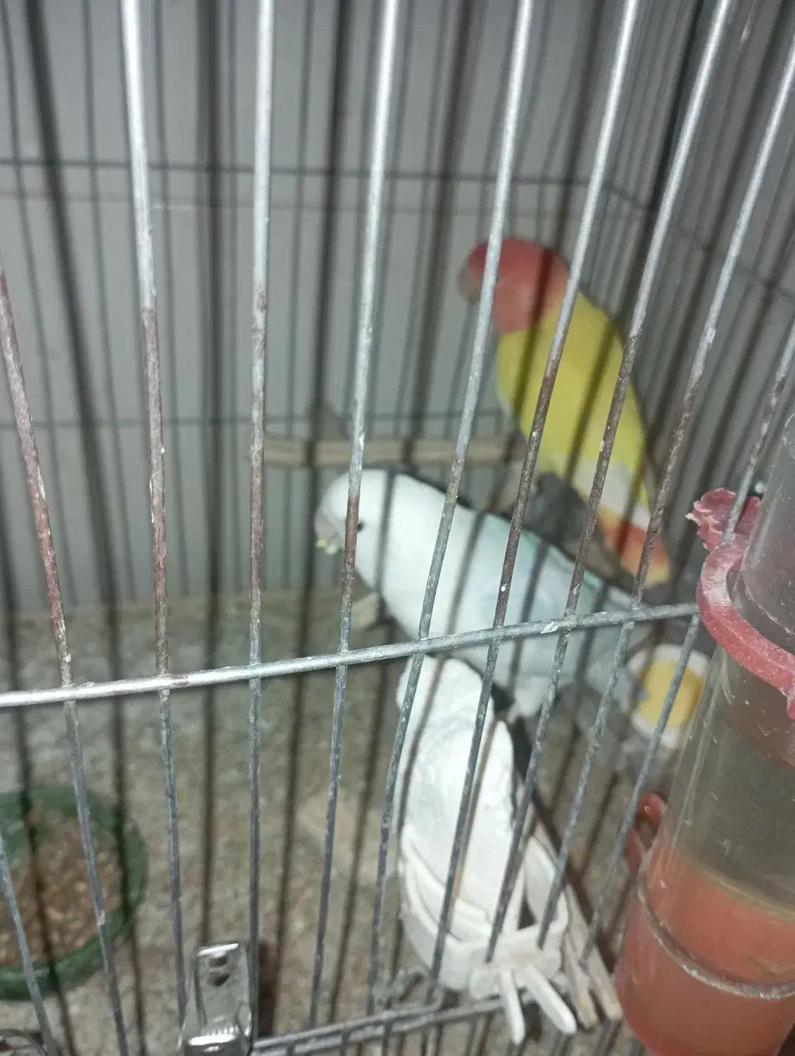 طوطی کوتوله گمشده|پرنده|شاهین‌شهر, عطار|دیوار