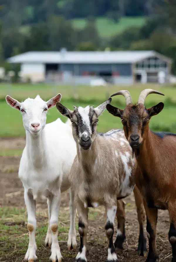 بز زاییده|حیوانات مزرعه|دهدشت, |دیوار