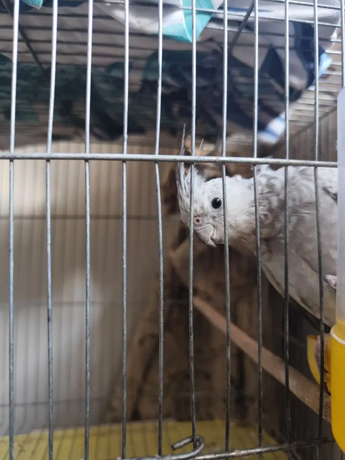 عروس هلندی|پرنده|سنندج, |دیوار