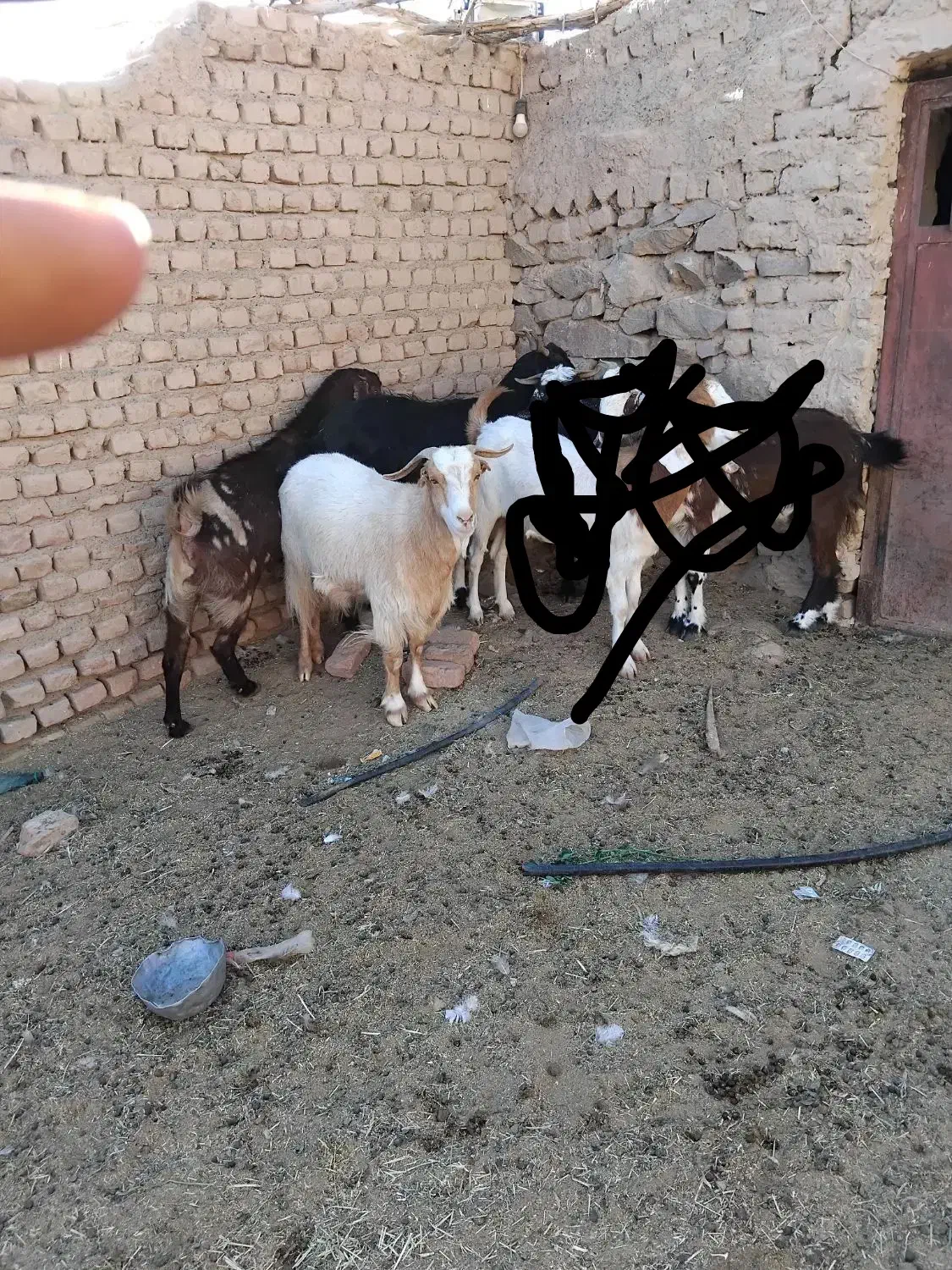 گوسفند بز فروش|حیوانات مزرعه|بیرجند, |دیوار