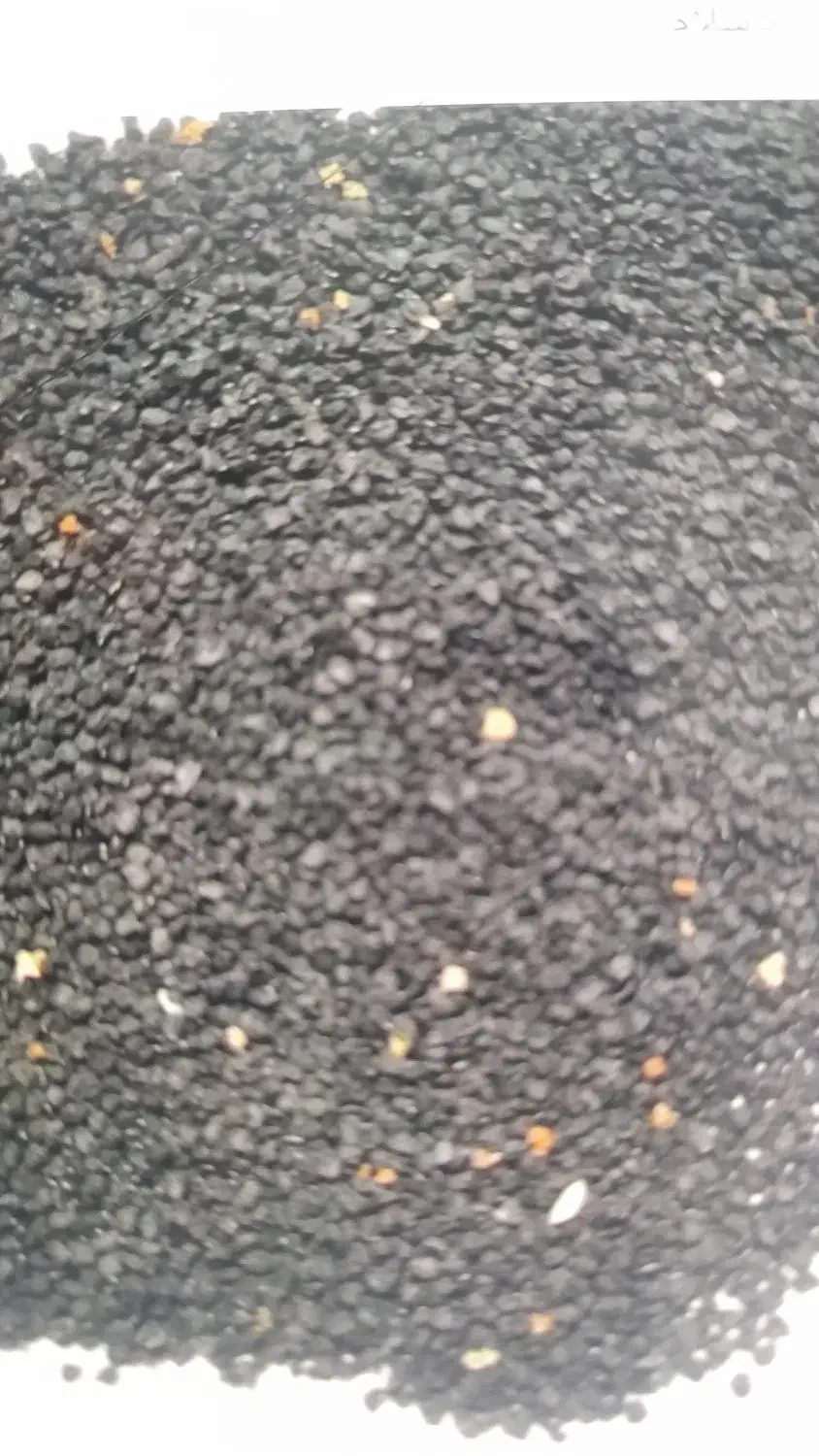 بذر تخم موسیر|گل و گیاه طبیعی|الیگودرز, |دیوار