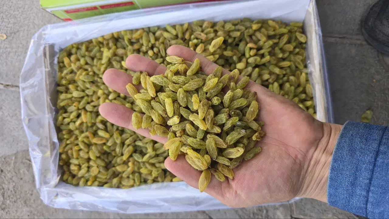 کشمش سبز و آبگیری انواع کشمش|خوردنی و آشامیدنی|رشت, منظریه|دیوار