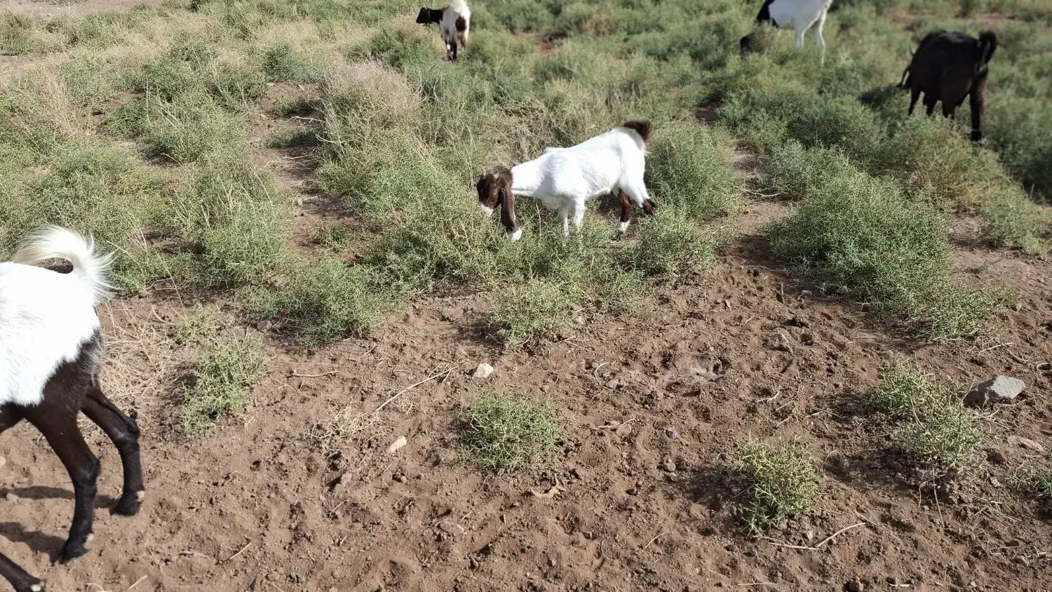 5 رآس بزغاله سانن و پاکستانی|حیوانات مزرعه|سبزوار, قصبه غربی|دیوار