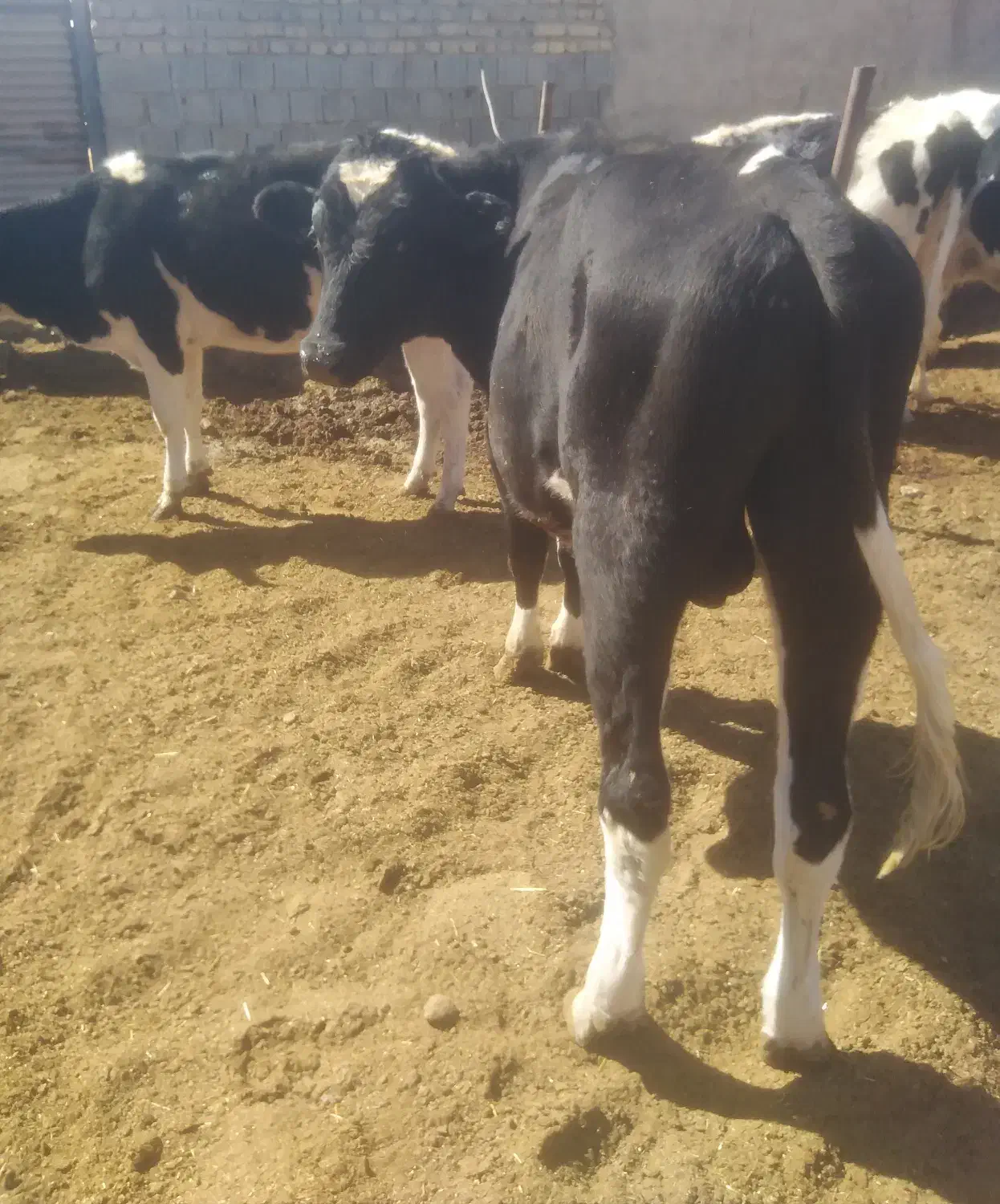 گوساله نر و ماده|حیوانات مزرعه|مرودشت, شهرک بسیجیان|دیوار