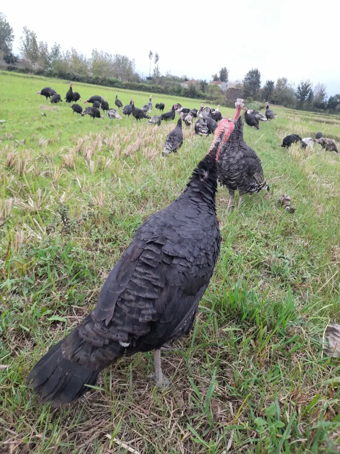 بوقلمون وخروس|حیوانات مزرعه|سنگر, |دیوار