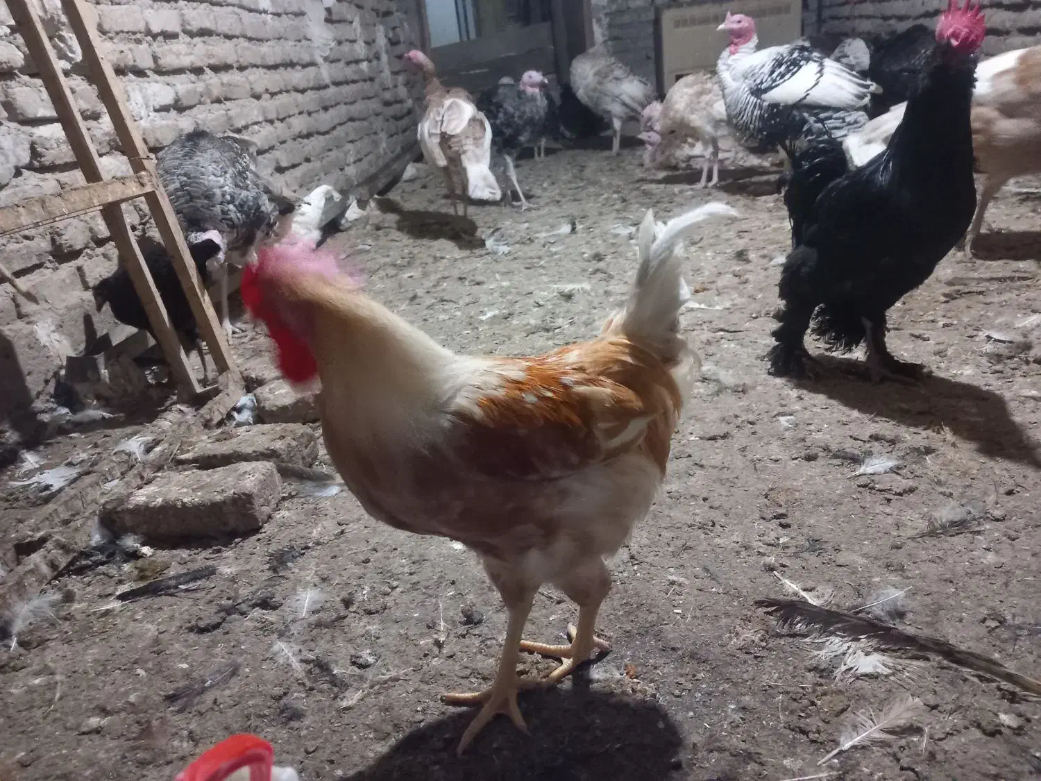 بوقلمون .مرغ خروس مرندی.جوجه محلی زیر مرغی کرچ شو|حیوانات مزرعه|گالیکش, |دیوار