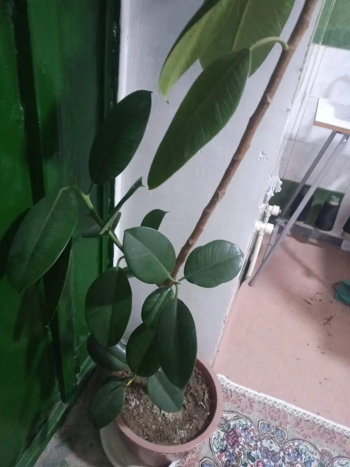 گل گوش فیل|گل و گیاه طبیعی|سقز, |دیوار