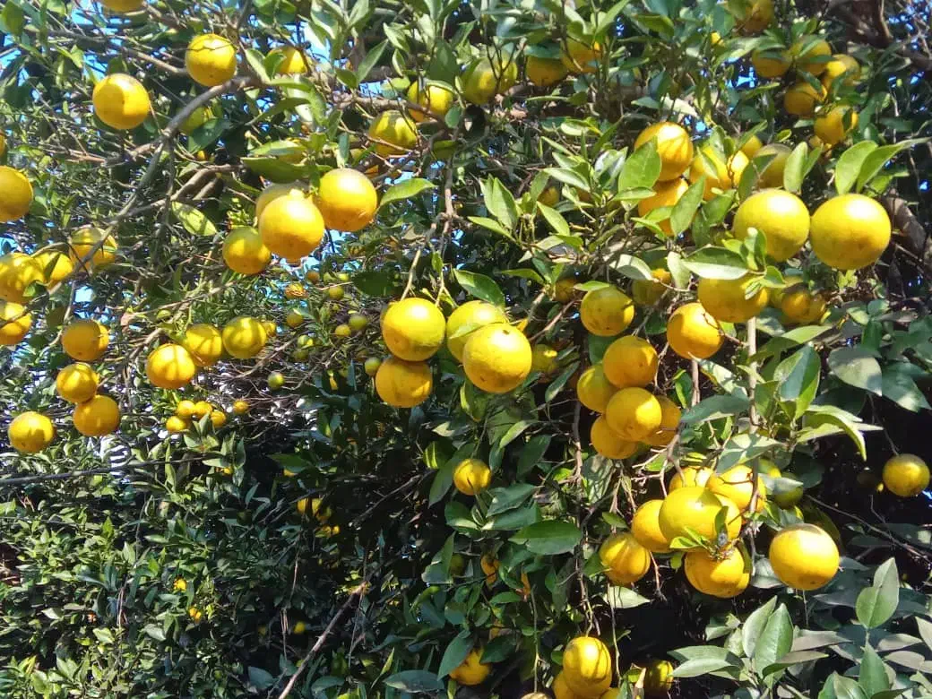 پرتغال محلی آبدار|خوردنی و آشامیدنی|رشت, کوی بیانی|دیوار