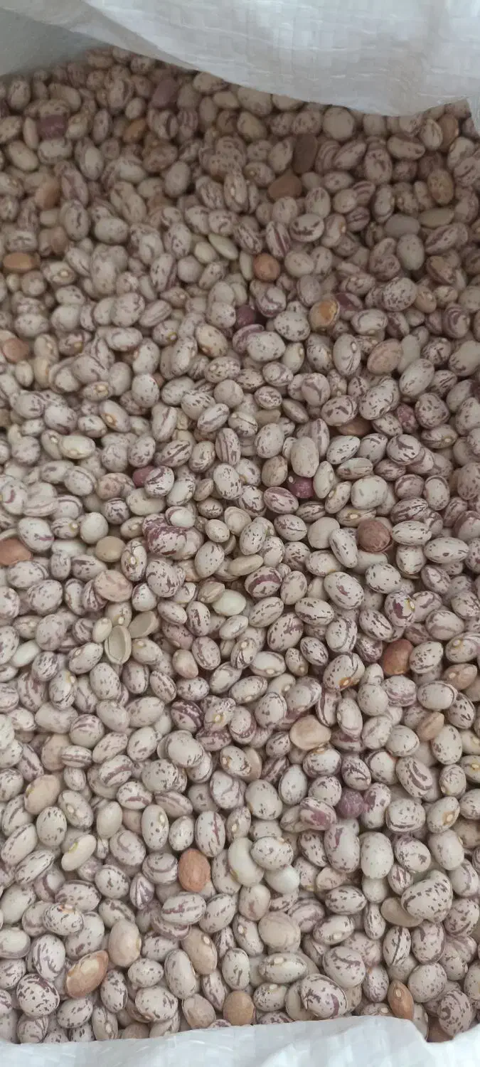 لوبیا چیتی درجه یک سرحد|خوردنی و آشامیدنی|شیراز, سعدیه شمالی|دیوار