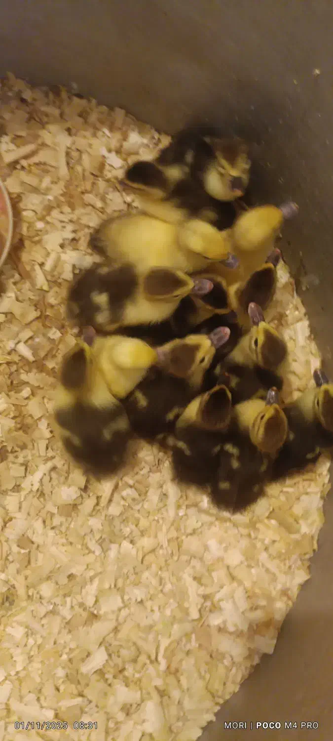 جوجه اردک اسرائیلی|حیوانات مزرعه|اسالم, |دیوار