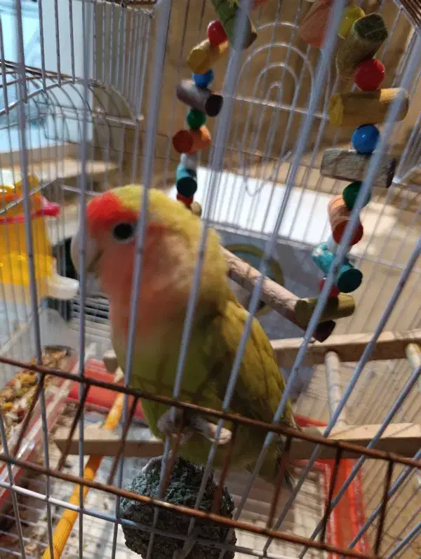 طوطی برزیلی|پرنده|اسلامآباد غرب, |دیوار