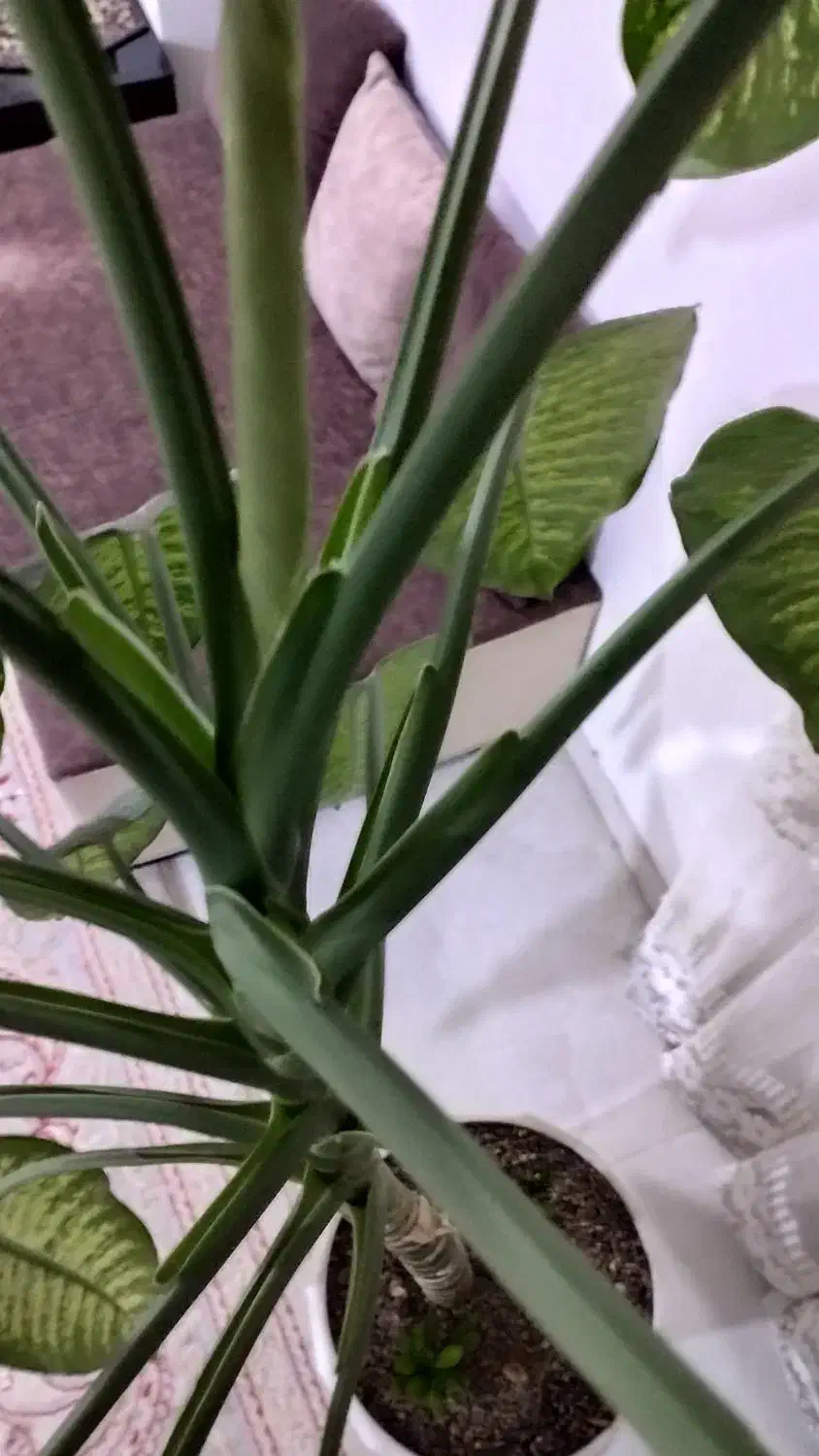 گول بزرگ با گلدان|گل و گیاه طبیعی|شاهرود, |دیوار