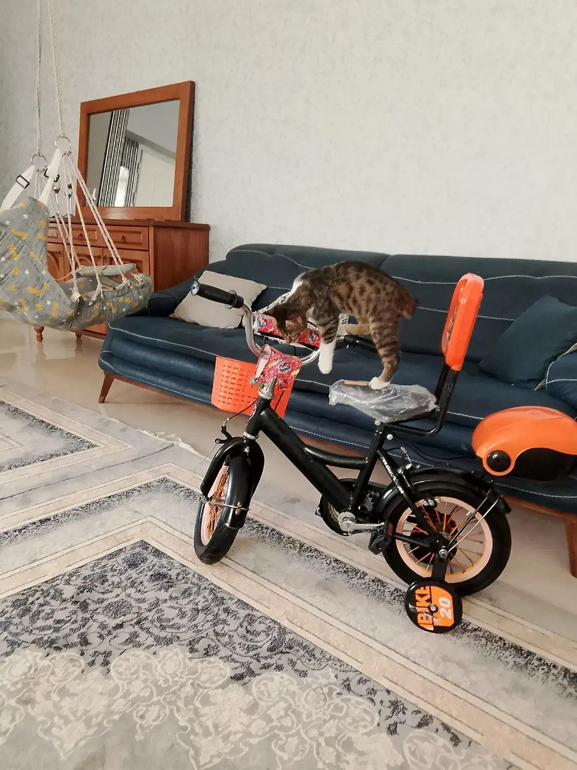 گربه نر واگذاری رایگان|گربه|خواف, |دیوار