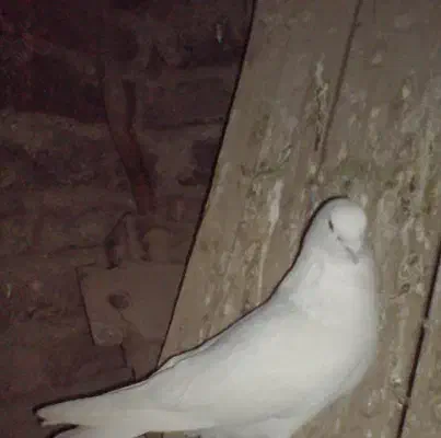 کبوتر گمشده|پرنده|شیروان (لرستان), |دیوار