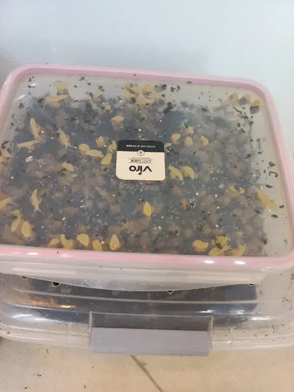 حلزون|خزنده|قم, نیروگاه|دیوار