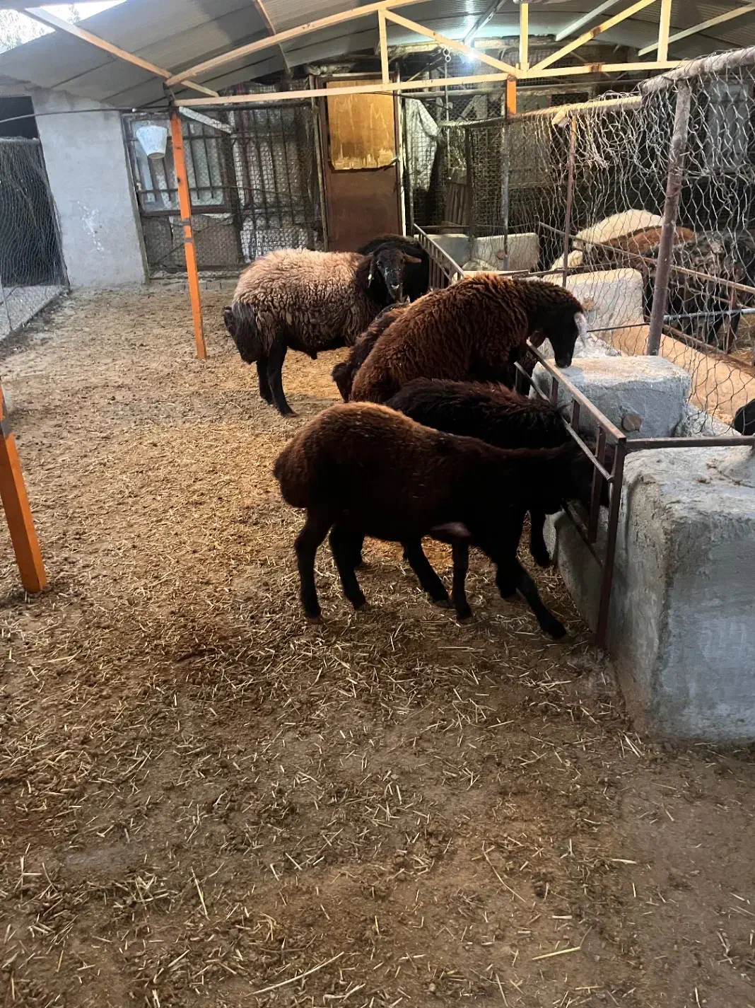 بره شیشک و بره قوچ|حیوانات مزرعه|ماهدشت, |دیوار