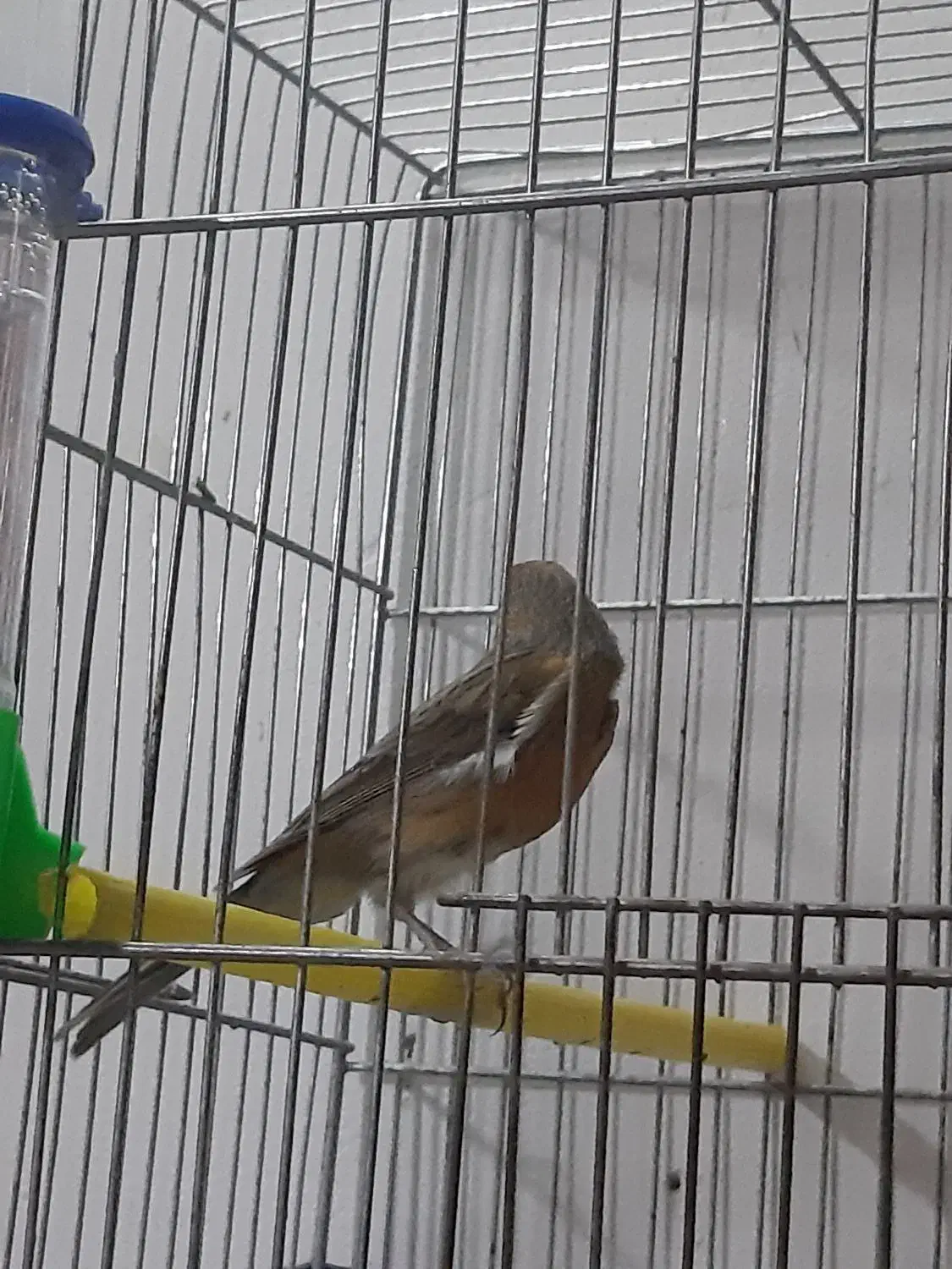 قناری نر توسرخ|پرنده|بروجرد, |دیوار