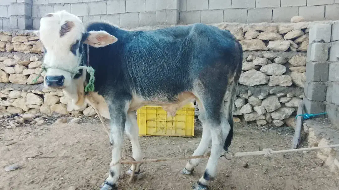 گاو نر|حیوانات مزرعه|قشم, |دیوار