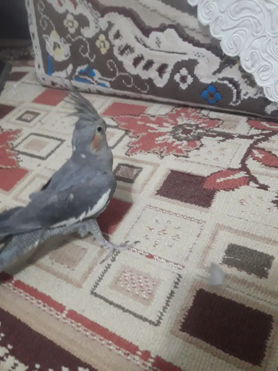 دو عدد عروس هلندی|پرنده|آمل, |دیوار