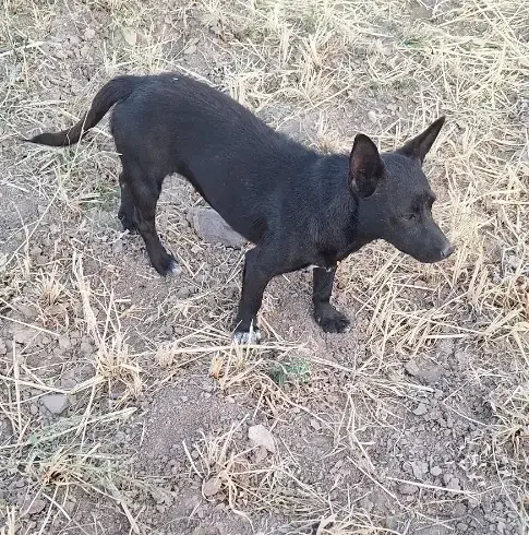 سگ‌‌پاکوتاه|سگ|اهر, |دیوار