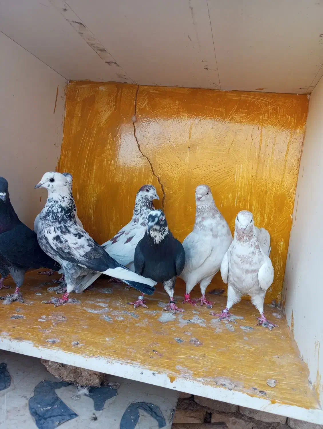 کبوتر پرشی شکار|پرنده|یزد, |دیوار