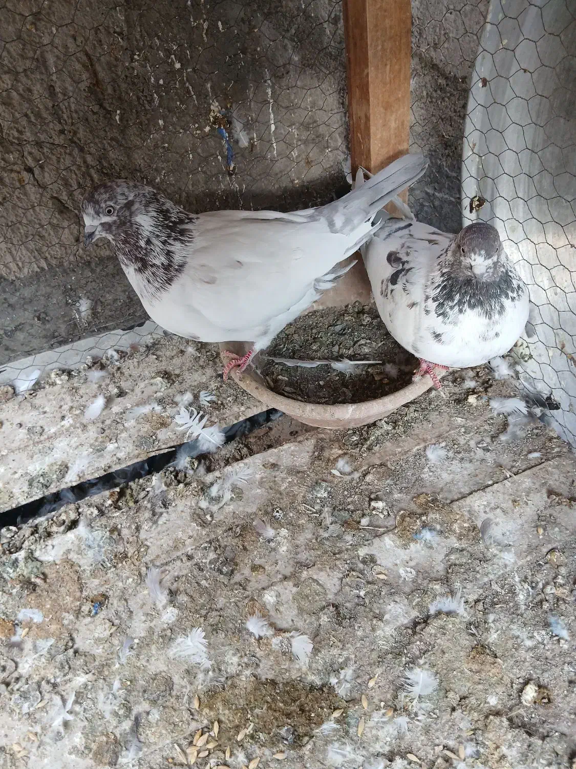 کبوتر پرشی نروماده اصیل|پرنده|کاشان, لتحر|دیوار