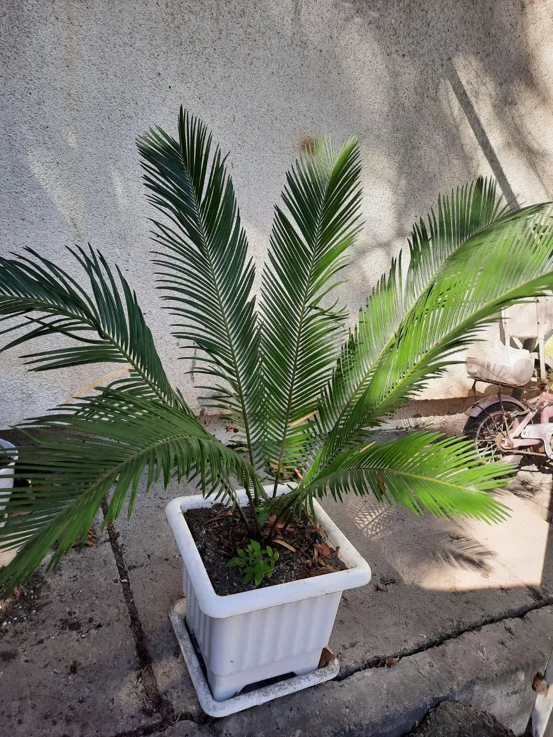 گل سیکاس|گل و گیاه طبیعی|رشت, نیروی دریایی|دیوار