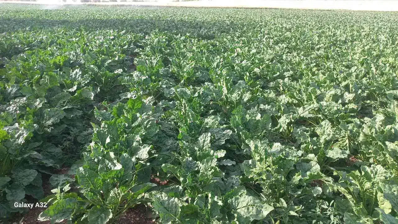 نیازمند یک دستگاه بارکن چغندر|خدمات موتور و ماشین|سنقر, |دیوار