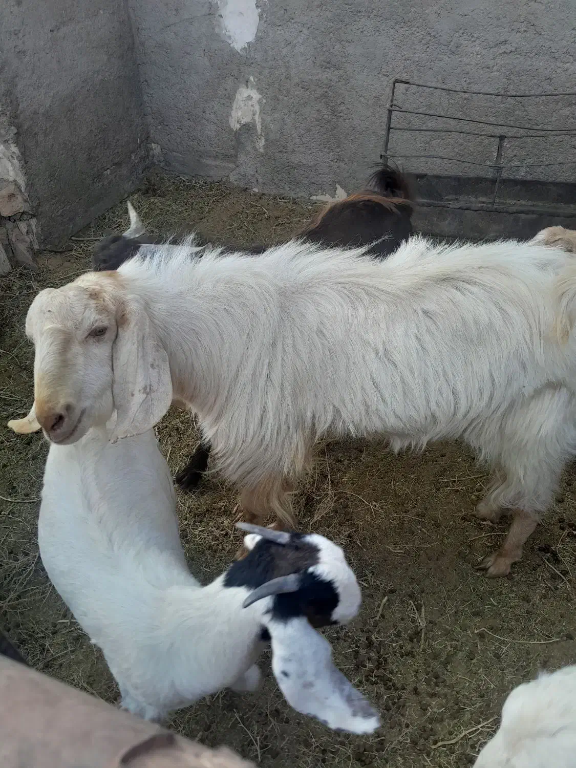 چبش دورگ|حیوانات مزرعه|آیسک, |دیوار