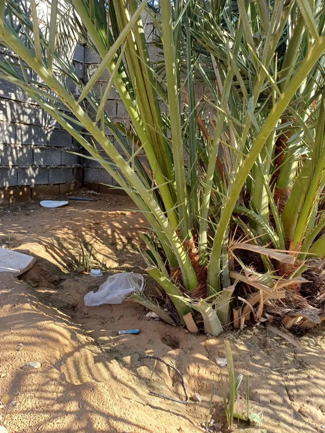 پاجوش برحی و بریم|خدمات باغبانی و درختکاری|امیدیه, |دیوار