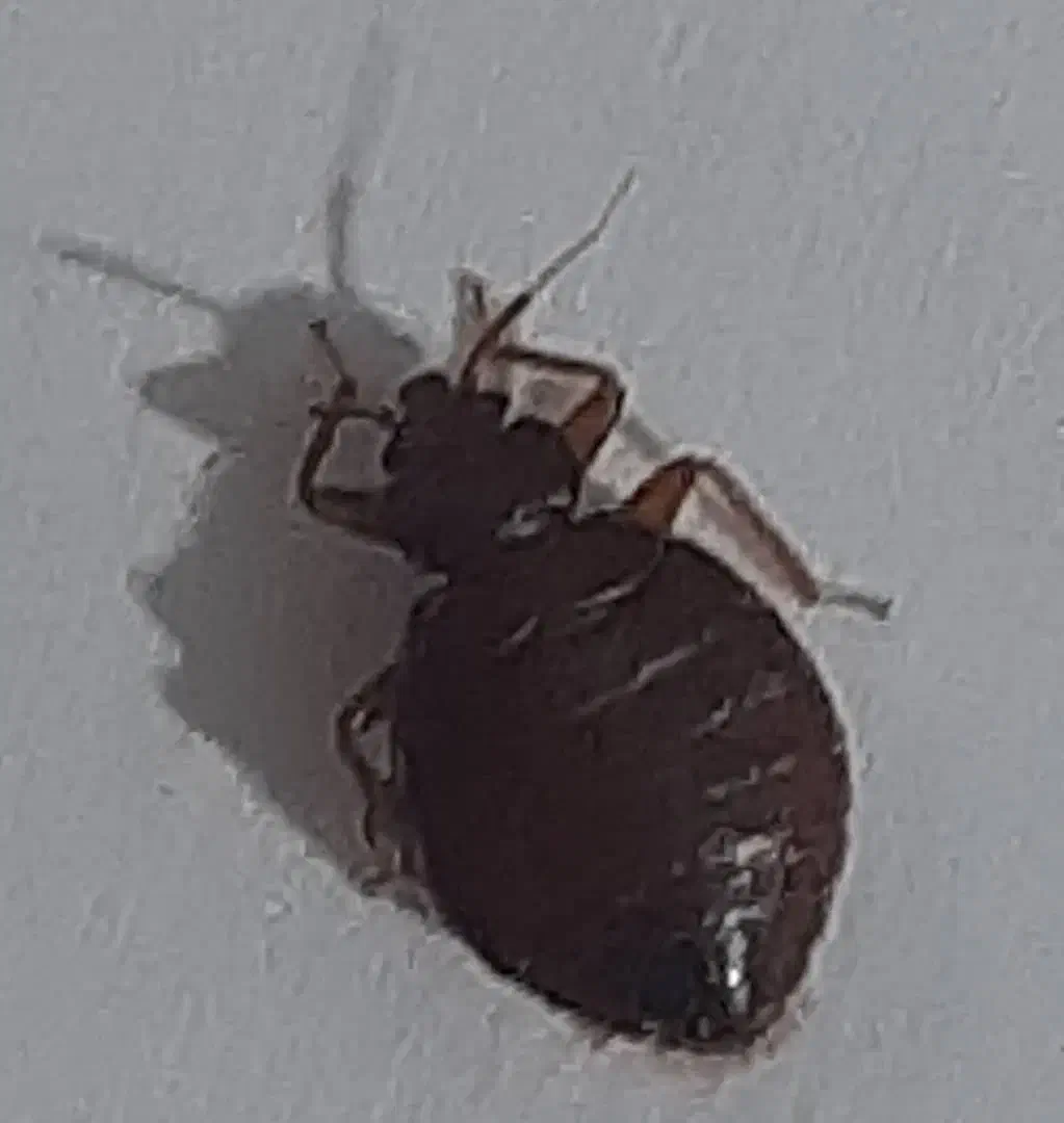 سمپاشی‌وخدمات|خدمات نظافت|تهران, علم و صنعت|دیوار