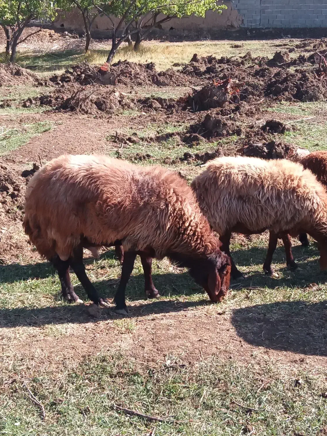 قوچ افشار|حیوانات مزرعه|بسطام, |دیوار