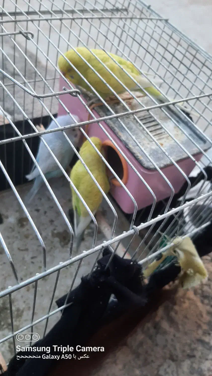 چهارتا مرغ عشق دوتا نر دوتا ماده یکیش رو تخمه|پرنده|یاسوج, |دیوار